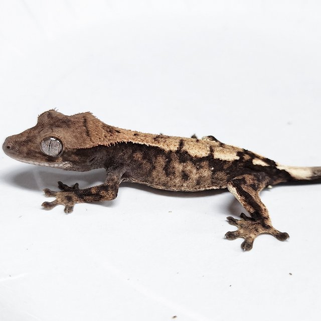 100% Het Axanthic Sable