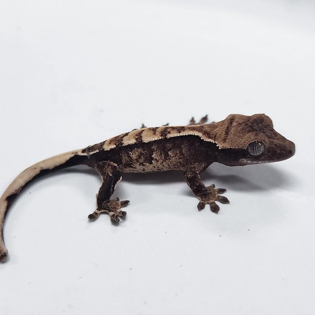 Sable 100% Het Axanthic