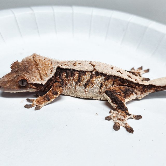 Tri Extreme Harlequin
