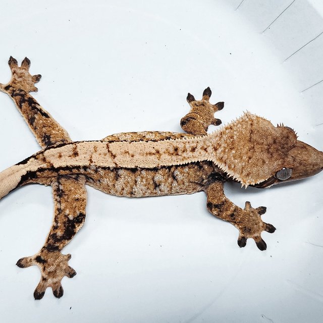 Tri Extreme Harlequin