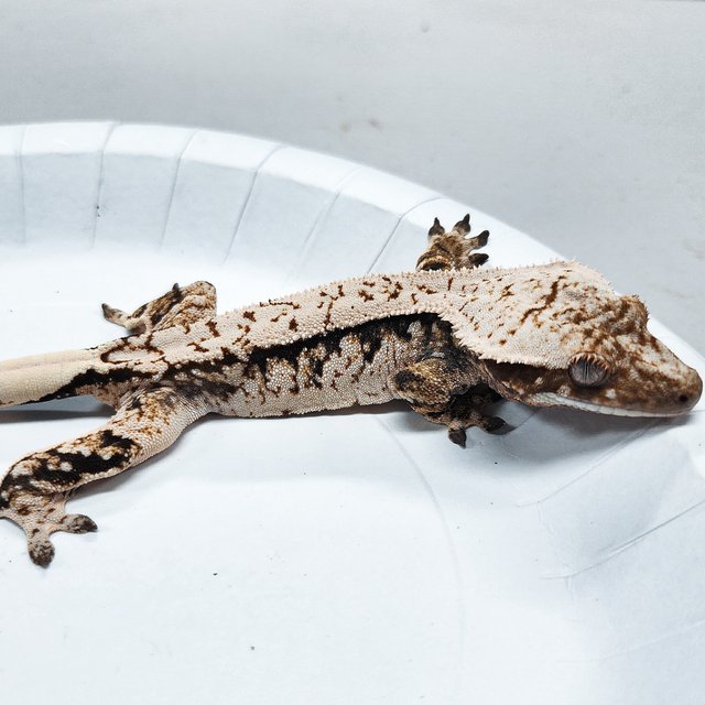 Tri Extreme Harlequin