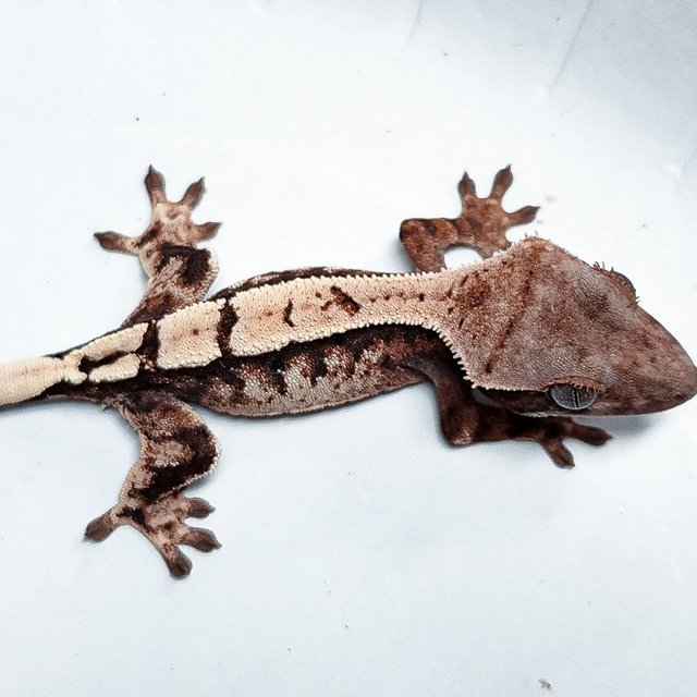 Sable 100% Het Axanthic
