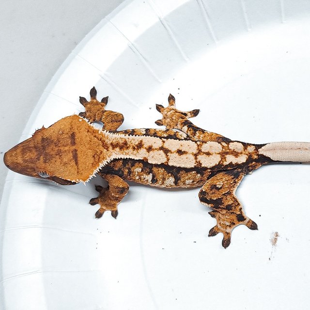 Tri Extreme Harlequin
