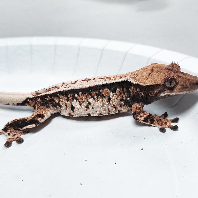 Tri Extreme Harlequin