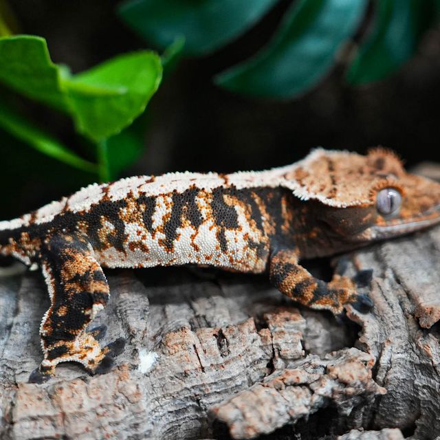 트라이 익스트림할리퀸