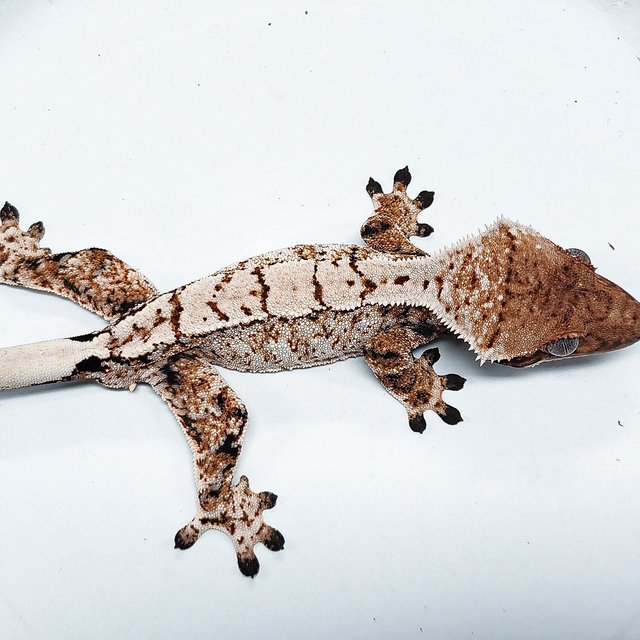 Tri Extreme Harlequin