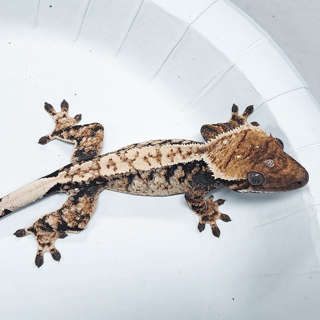 Tri Extreme Harlequin