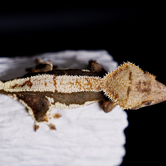 Lilly 100% Het Axanthic