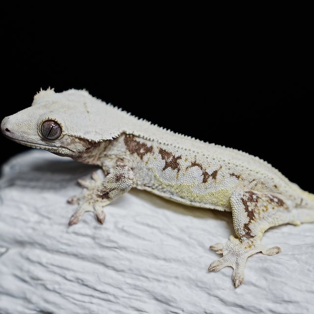 Full Pinstripe Solid Back Lilly White