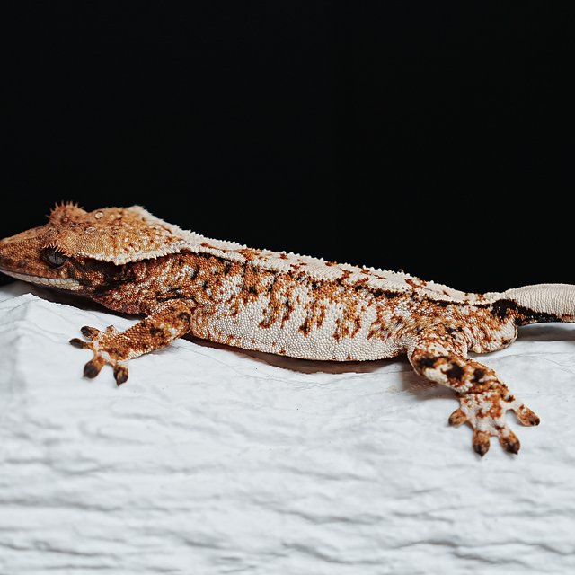 Tri Extreme Harlequin