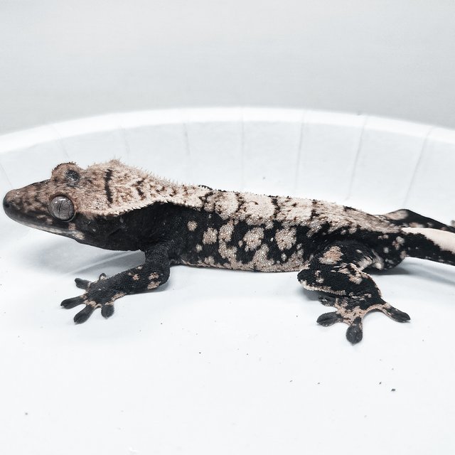 Tri Extreme Harlequin