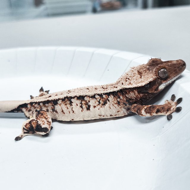 Tri Extreme Harlequin