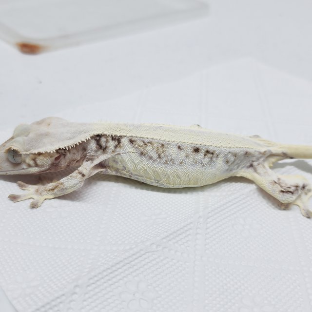 풀핀 릴리화이트