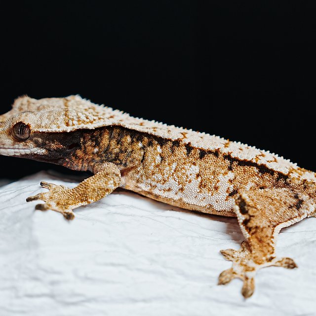 트라이 익스트림할리퀸