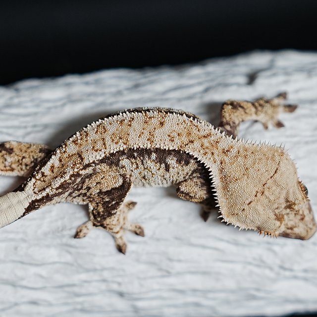 Tri Extreme Harlequin