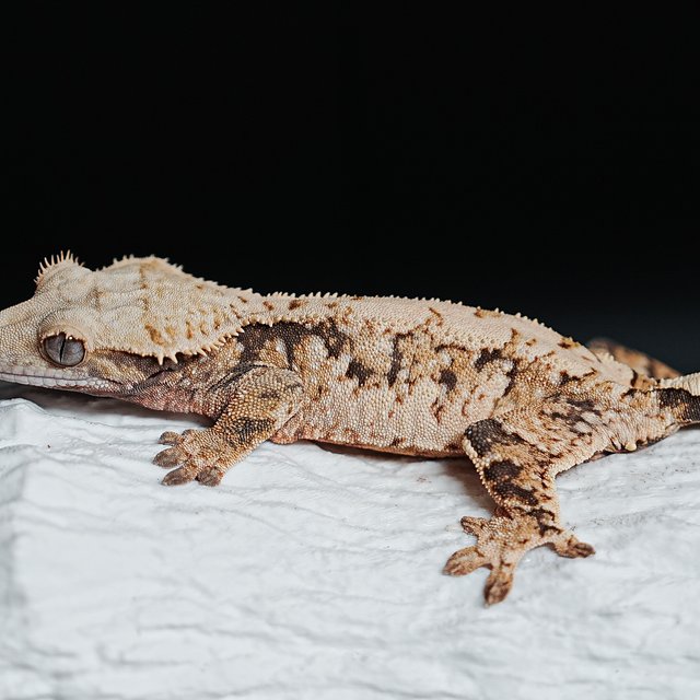 트라이 익스트림할리퀸