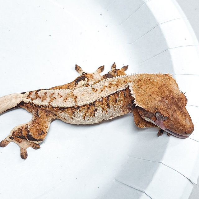 Tri Extreme Harlequin