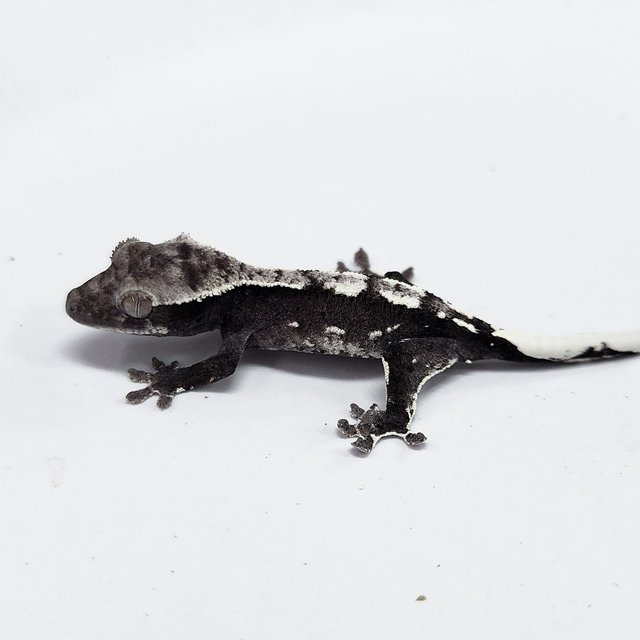 Axanthic
