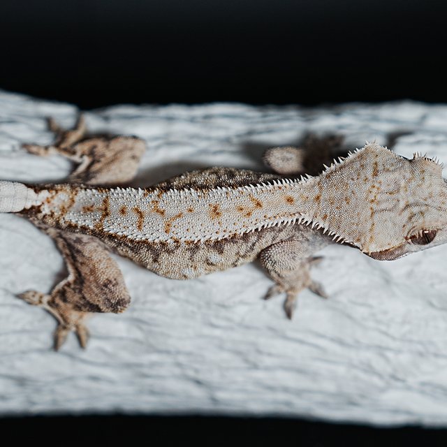 트라이 익스트림할리퀸