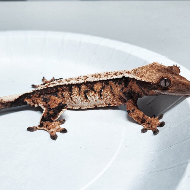 Tri Extreme Harlequin