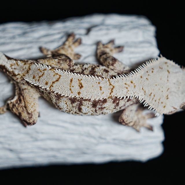 Tri Extreme Harlequin