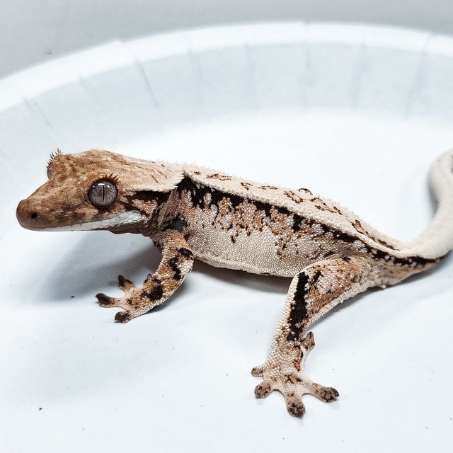 Tri Extreme Harlequin