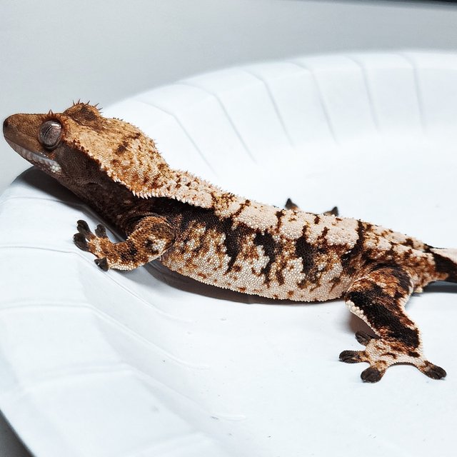 Tri Extreme Harlequin