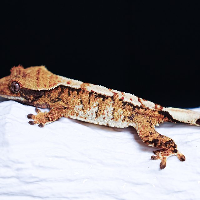 Tri Extreme Harlequin