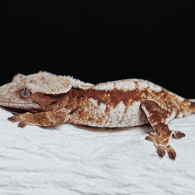 트라이 익스트림할리퀸