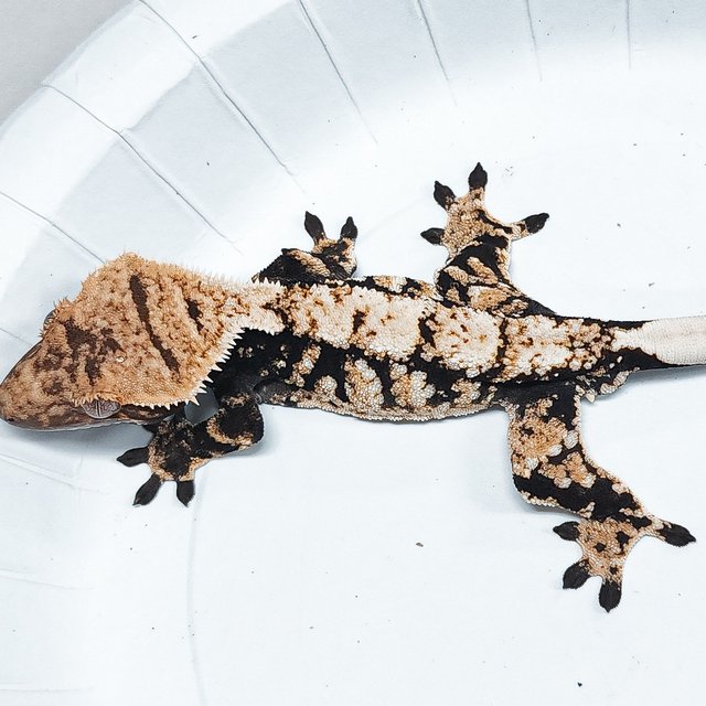 Tri Extreme Harlequin