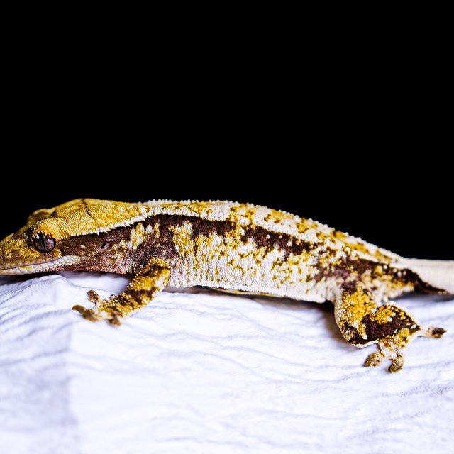 Tri Extreme Harlequin