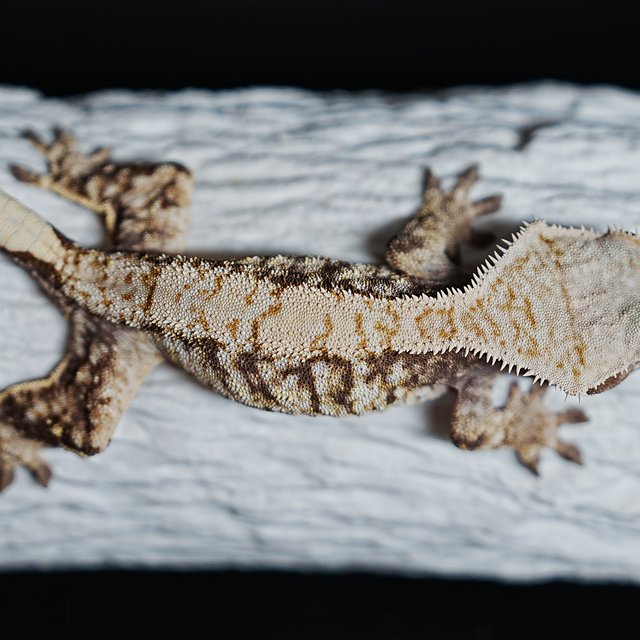 트라이 익스트림할리퀸