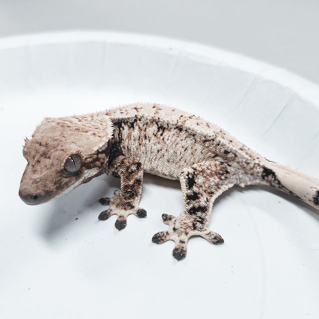 Tri Extreme Harlequin