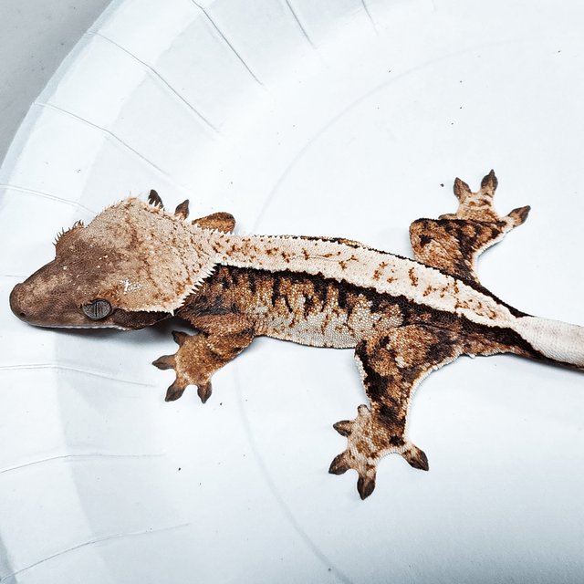 Tri Extreme Harlequin