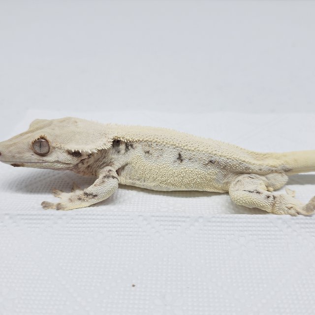 풀핀 릴리화이트