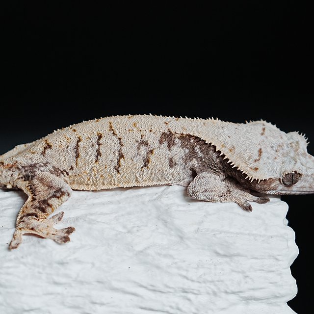 Extreme Harlequin Tri