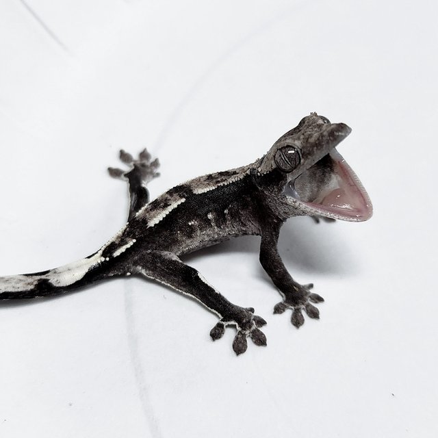 Sable Axanthic