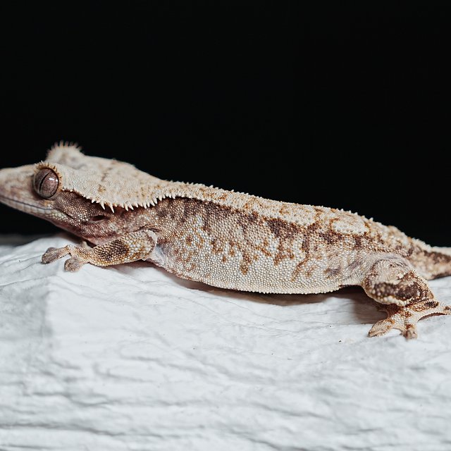 Tri Extreme Harlequin