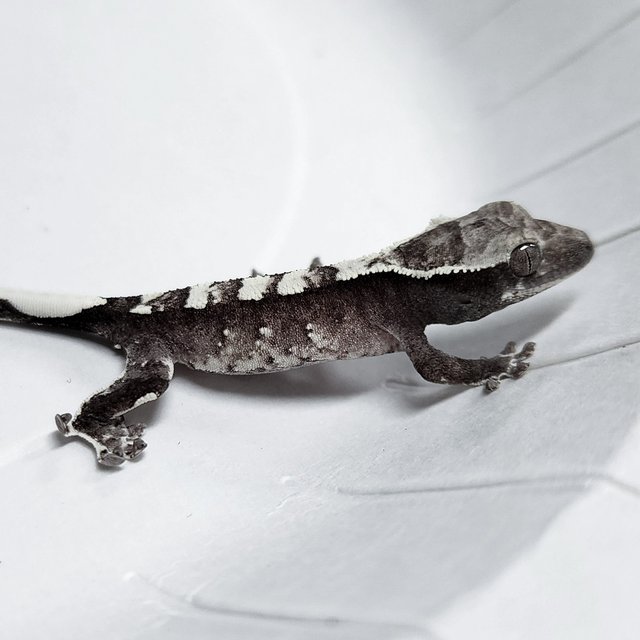 Axanthic