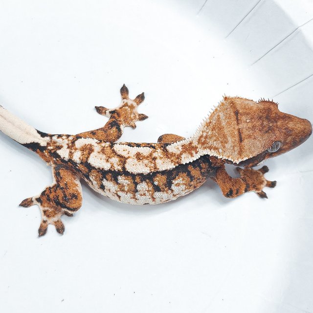 Tri Extreme Harlequin