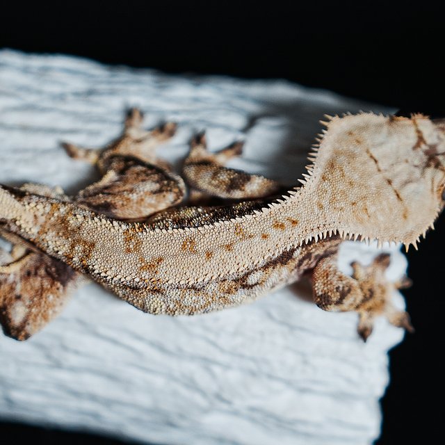 트라이 익스트림할리퀸