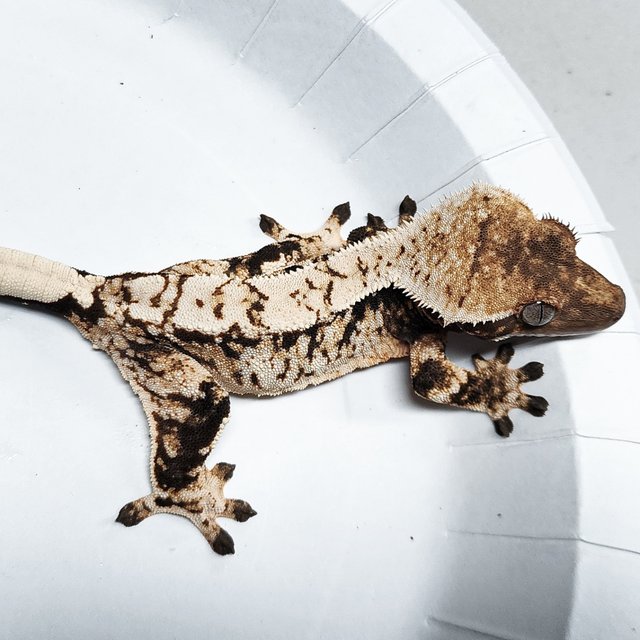 Tri Extreme Harlequin