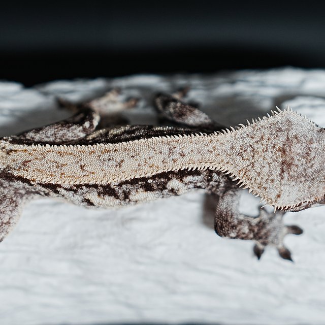 트라이 익스트림할리퀸