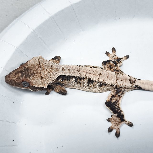 Tri Extreme Harlequin