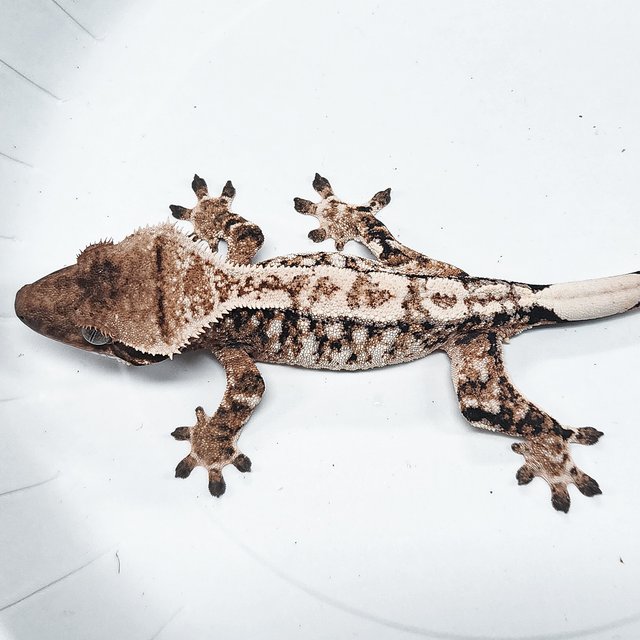 Tri Extreme Harlequin