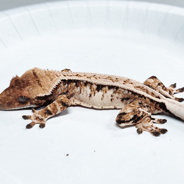 Tri Full Pinstripe Extreme Harlequin
