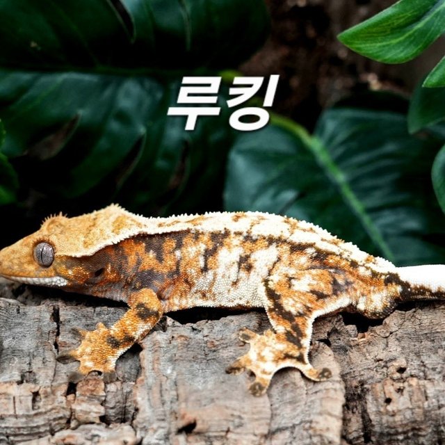 Tri Extreme Harlequin