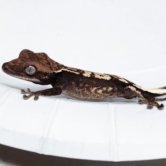 100% Het Axanthic Sable