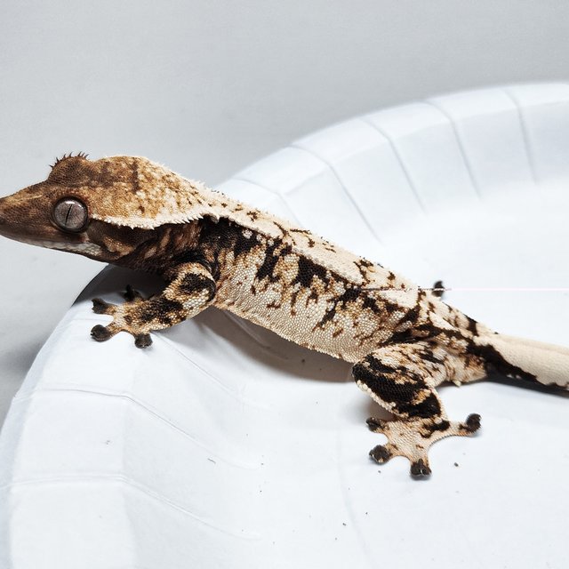 Tri Extreme Harlequin