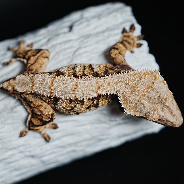 Extreme Harlequin Tri